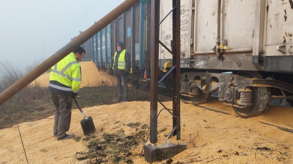 Przez całą noc zbierali kukurydzę robotnicy wynajęci przez gdyńską firmę kontrolującą transporty towarów rolno-spożywczych/fot. Elżbieta Rupniewska