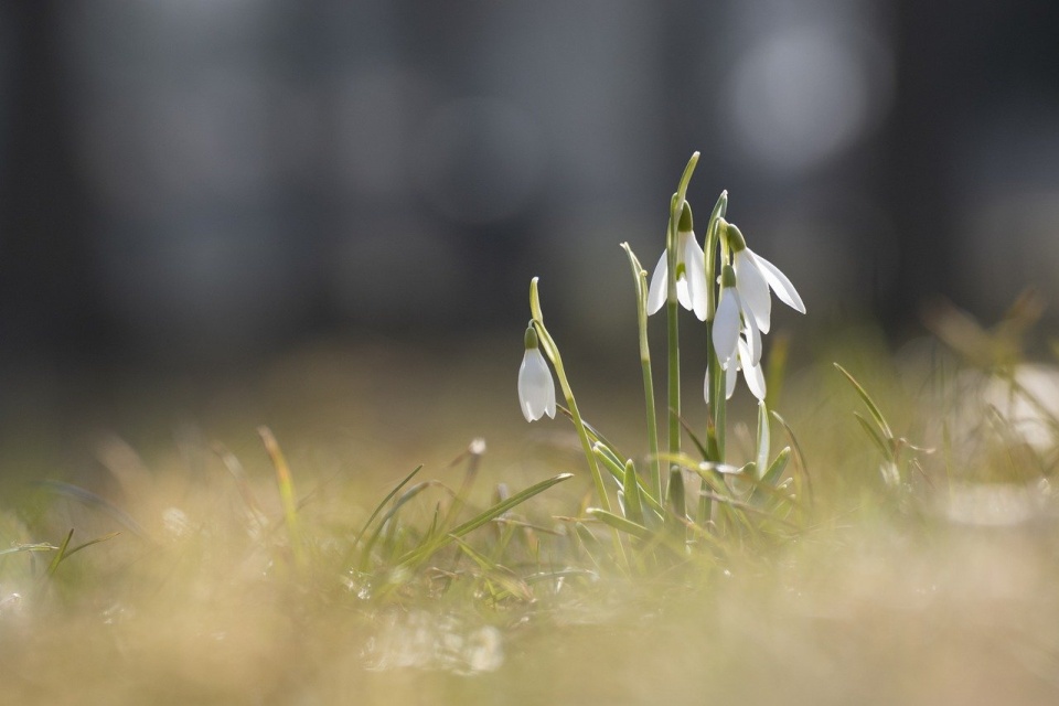 Początek kwietnia nie będzie zachwycający, bo wygląda na to, że przyjdzie do Polski chłód/fot. ilustracyjna, Pixabay