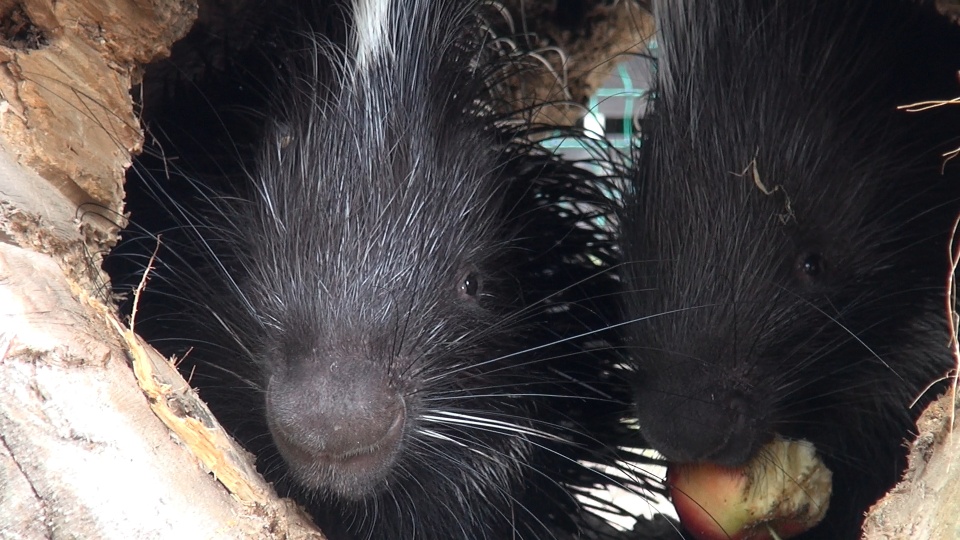 Jeżynka i Malinka są ambasadorami Tygodnia Misji Ogrodów Zoologicznych w bydgoskim zoo/fot. Janusz Wiertel