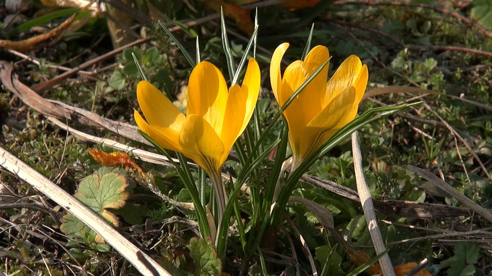 Przebiśniegi, krokusy i bazie. W Ogrodzie Botanicznym IHAR w Myślęcinku już jest wiosna! [wideo]