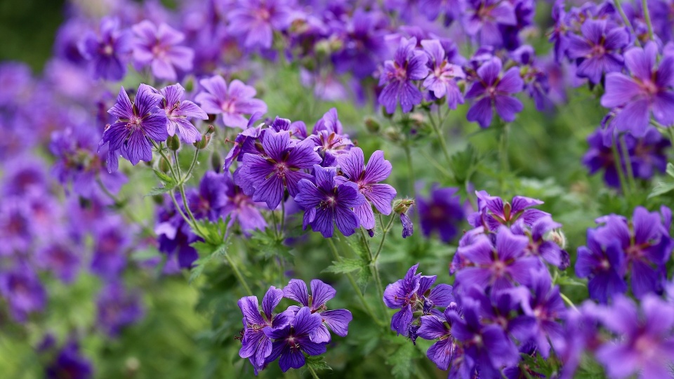 Aż 100 tysięcy kwiatów planuje zasadzić inowrocławski ratusz. Prace mają zakończyć się w lipcu/fot: zdjęcie ilustracyjne, Pixabay