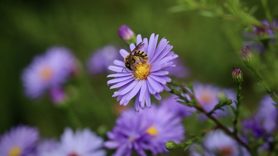 Światowy Dzień Pszczół uchwaliła w 2017 roku Organizacja Narodów Zjednoczonych/fot. Marcin Doliński