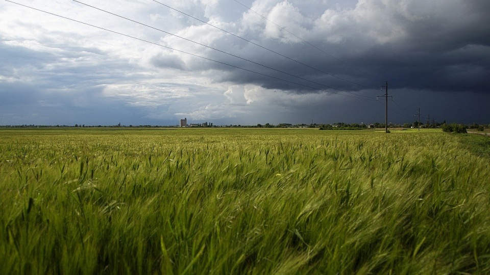 Ronicy z gminy Świecie ponieśli straty w zbożach i warzywach/fot. ilustracyjna, Pixabay