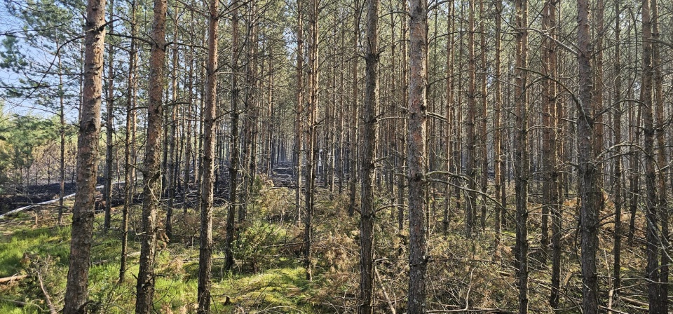 W akcji gaśniczej brało udział 13 zastępów straży pożarnej i trzy samoloty gaśnicze Lasów Państwowych/fot. Regionalna Dyrekcja Lasów Państwowych w Toruniu