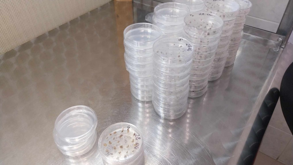 Naukowcy z Katedry Biotechnologii Politechniki Bydgoskiej pracują nad tworzeniem nowych odmian papryki/fot: Jolanta Fischer