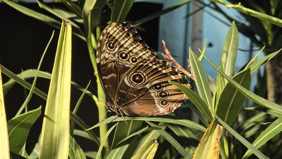 Wystawa żywych motyli „Amazing Butterflies”/fot. Kinoteatr RONDO, Facebook