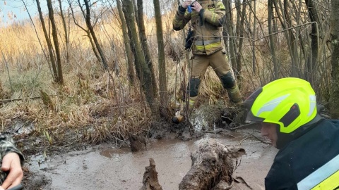 W pobliżu wioski Goreń młody łoś utknął w bagnie. Ratowników wezwał na pomoc miejscowy rolnik/fot. OSP GOREŃ DUŻY/Facebook