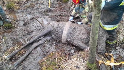 W pobliżu wioski Goreń młody łoś utknął w bagnie. Ratowników wezwał na pomoc miejscowy rolnik/fot. OSP GOREŃ DUŻY/Facebook