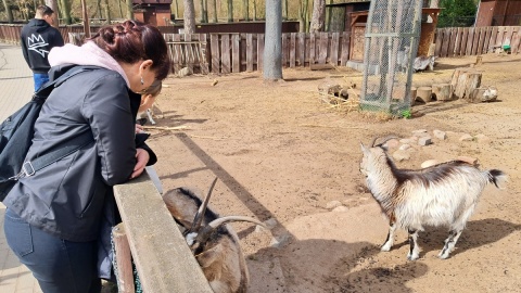 Kozy z zoo w Myślęcinku/fot. Magdalena Gill