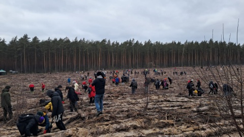 Ponad 260 osób społecznie sadzi las w leśnictwie Leszyce pod Solcem Kujawskim/fot. Damian Klich