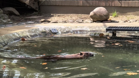 Bóbr Benio w Ogrodzie Zoologicznym w Myślęcinku/fot. Dominika Gulda