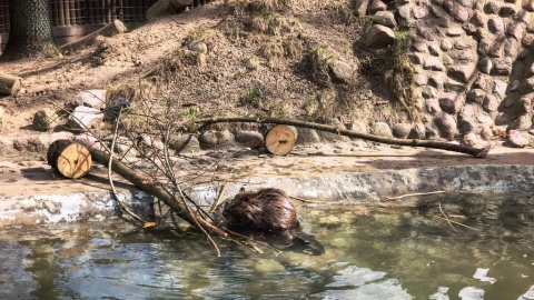 Bóbr Benio w Ogrodzie Zoologicznym w Myślęcinku/fot. Dominika Gulda