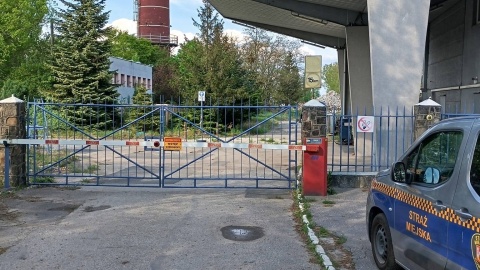 Jeden z łosi już nie żył, drugi był ranny/fot. Straż Miejska Inowrocław, Facebook
