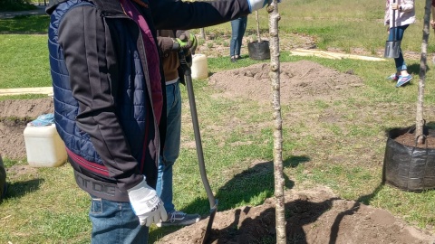11 drzew posadziła na Skwerze Kopernika (obok VI LO) w Bydgoszczy Fundacja IMMO należąca do Grupy Kapitałowej Immobile/fot. Damian Klich