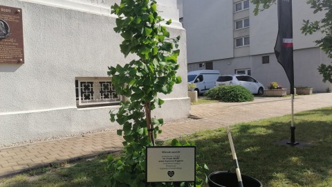 Miłorząb został zasadzony przed urzędem wojewódzkim/fot. Monika Siwak