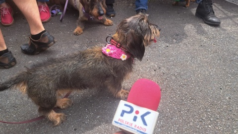 Kilkuset właścicieli jamników wraz ze swoimi czworonożnymi pupilami zjechało do Torunia, by wziąć udział w paradzie i zlocie tych wyjątkowych psów/fot. Robert Duliński