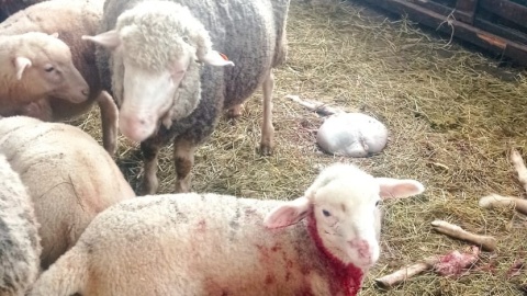 Napad dzikich zwierząt na gospodarstwo w Jeżewie. Zagryzły prawie 30 owiec, wiele poraniły/nadesłane