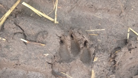 Napad dzikich zwierząt na gospodarstwo w Jeżewie. Zagryzły prawie 30 owiec, wiele poraniły/nadesłane
