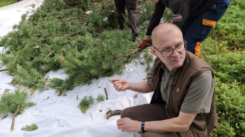 Brudnica mniszka pokonana - zakończyły się zabiegi ratujące kujawsko-pomorski las/fot. Marcin Doliński