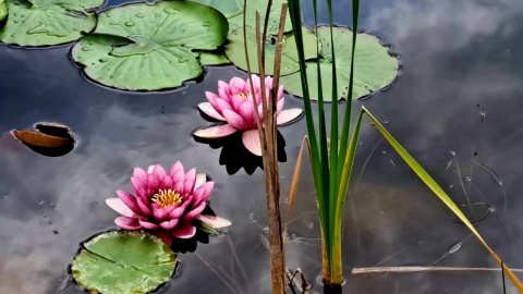 Ogród Botaniczny IHAR w bydgoskim Myślęcinku. / Fot. Nadesłane