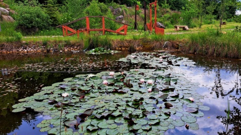 Ogród Botaniczny IHAR w bydgoskim Myślęcinku. / Fot. Nadesłane