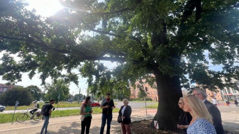 Dąb szypułkowy przy rondzie Grunwaldzkim został bydgoskim Drzewem Roku 2024/fot. Izabela Langner