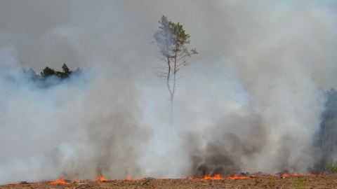 Tak wyglądała akcja gaśnicza w okolicach Czernikowa i Bobrownik. / Fot. Nadlesnictwo Dobrzejewice