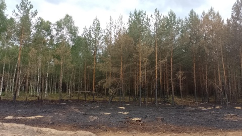 Leśne pogorzelisko/fot. Michał Zaręba