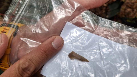 Na terenie Wdeckiego Parku Krajobrazowego trwają prace archeologiczne. Odkryto osadę liczącą 5000 lat/fot: Marcin Doliński