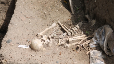 Cenne odkrycie na Bulwarze Filadelfijskim w Toruniu. Archeolodzy pracujący w XIII-wiecznym kompleksie Ducha Świętego odsłonili już ponad 60 grobów/fot. Michał Zaręba