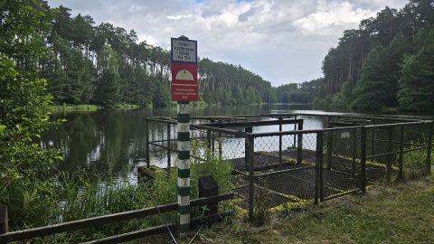 Gołąbek - tereny Nadleśnictwa Tuchola/fot. Adriana Andrzejewska-Kuras