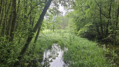 Gołąbek - tereny Nadleśnictwa Tuchola/fot. Adriana Andrzejewska-Kuras