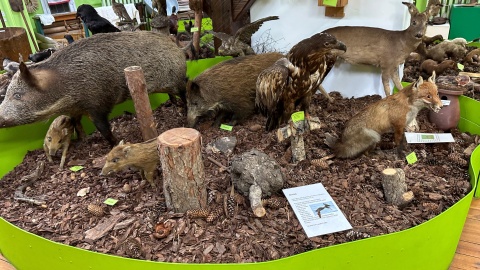 Muzeum Borów Tucholskich przedstawia również faunę i florę regionu/fot: Tomasz Kaźmierski