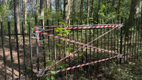Już cztery łosie zginęły na ostrym ogrodzeniu działki w Osieku nad Wisłą/fot. Michał Zaręba
