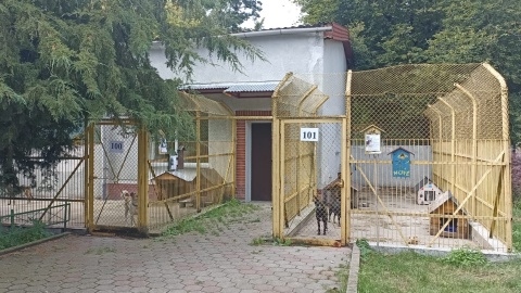 W Toruniu odbył się 12. Piknik Przyjaciół Schroniska/fot: Monika Kaczyńska