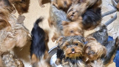Yorki trafiły do schroniska. Wiadomo, że wcześniej cała trójka zamieszkująca na Miechowskiej handlowała psami/fot. OTOZ Animals o. Kujawsko-Pomorski, Facebook