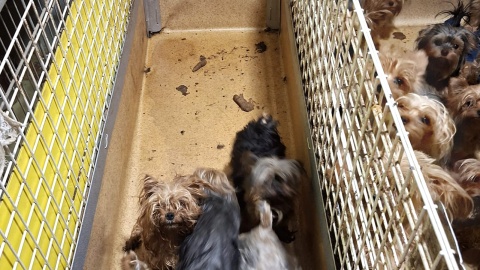 Yorki trafiły do schroniska. Wiadomo, że wcześniej cała trójka zamieszkująca na Miechowskiej handlowała psami/fot. OTOZ Animals o. Kujawsko-Pomorski, Facebook