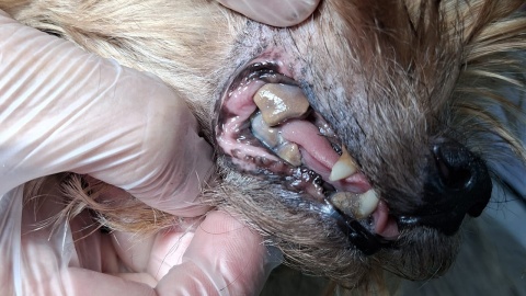 Yorki trafiły do schroniska. Wiadomo, że wcześniej cała trójka zamieszkująca na Miechowskiej handlowała psami/fot. OTOZ Animals o. Kujawsko-Pomorski, Facebook