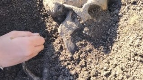 Pod Inowrocławiem natrafiono na groby 24 średniowiecznych wojowników/fot. Katarzyna Alagierska