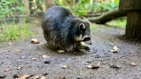 Szopy w bydgoskim zoo. / Fot. Izabela Langner