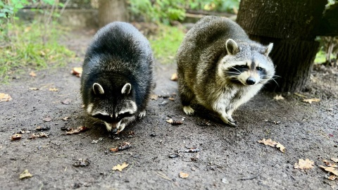 Szopy w bydgoskim zoo. / Fot. Izabela Langner