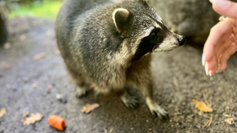 Szopy w bydgoskim zoo. / Fot. Izabela Langner
