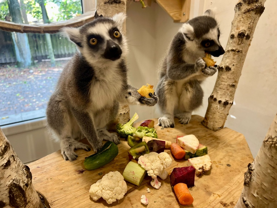 Czy lemur w swojej miłości do papugi podzieli się z nią jedzeniem? Fot. Izabela Langner/arch. PR PiK