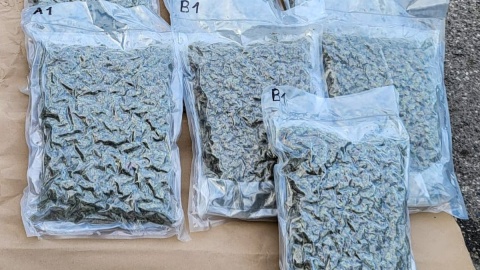 Łączna czarnorynkowa wartość zatrzymanych narkotyków to 1,5 mln zł. / Fot. Materiały CBŚP