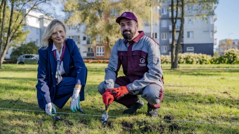 Uczelnia prowadzi akcję „Krokus na kampus”. Przed Politechniką posadzono 10 tysięcy kwiatów/fot.: Politechnika Bydgoska