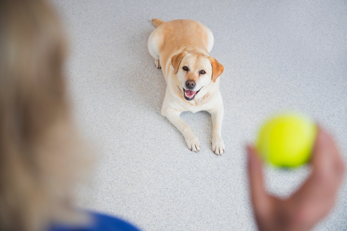 psychologia-zwierzat-poznaj-ich-swiat-na-studiach-podyplomowych1 psychologia-zwierzat-poznaj-ich-swiat-na-studiach-podyplomowych1