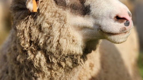 Dolnonadwiślański Redyk odbywa się w niedzielę w Grucznie/fot. nadesłane