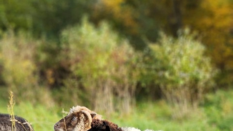Dolnonadwiślański Redyk odbywa się w niedzielę w Grucznie/fot. nadesłane