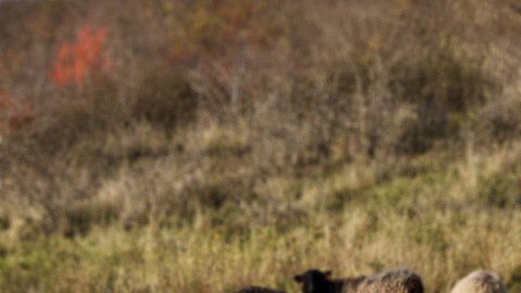Dolnonadwiślański Redyk odbywa się w niedzielę w Grucznie/fot. nadesłane