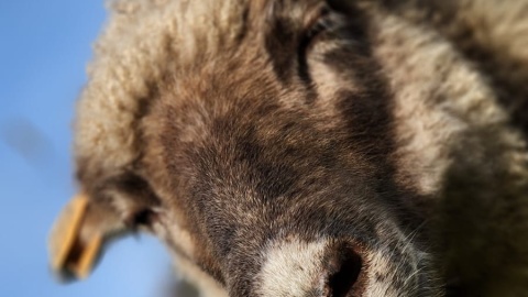 Dolnonadwiślański Redyk odbywa się w niedzielę w Grucznie/fot. nadesłane